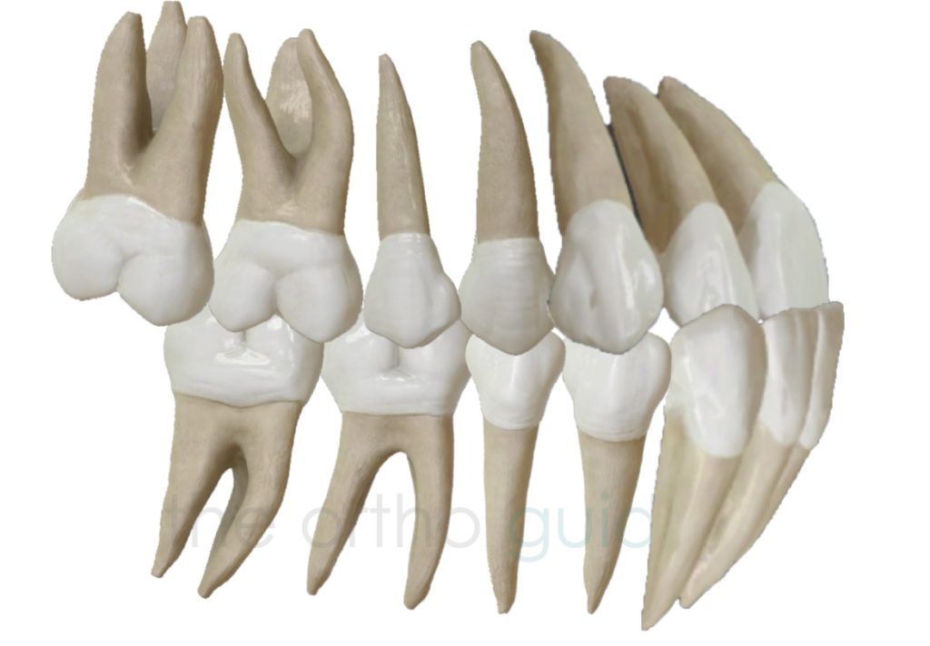 What Is The Technical Term For Class 3 Occlusion