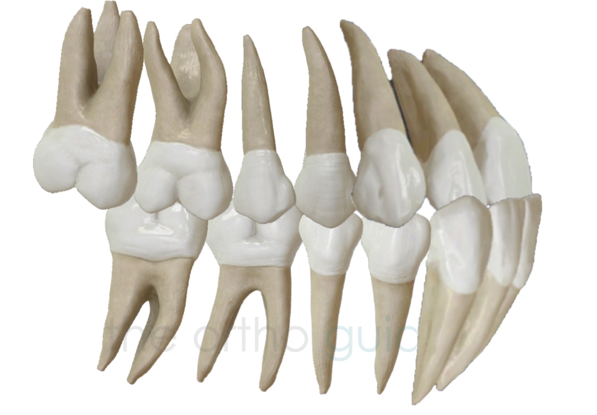 class-iii-the-ortho-guide