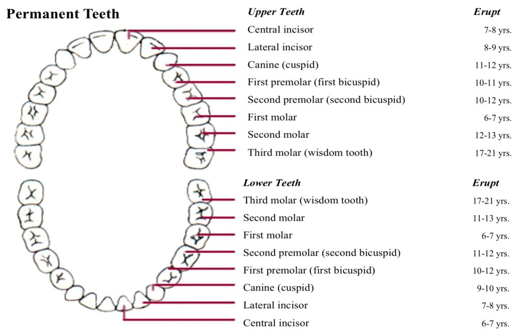 Permanent Tooth Calcification Chart