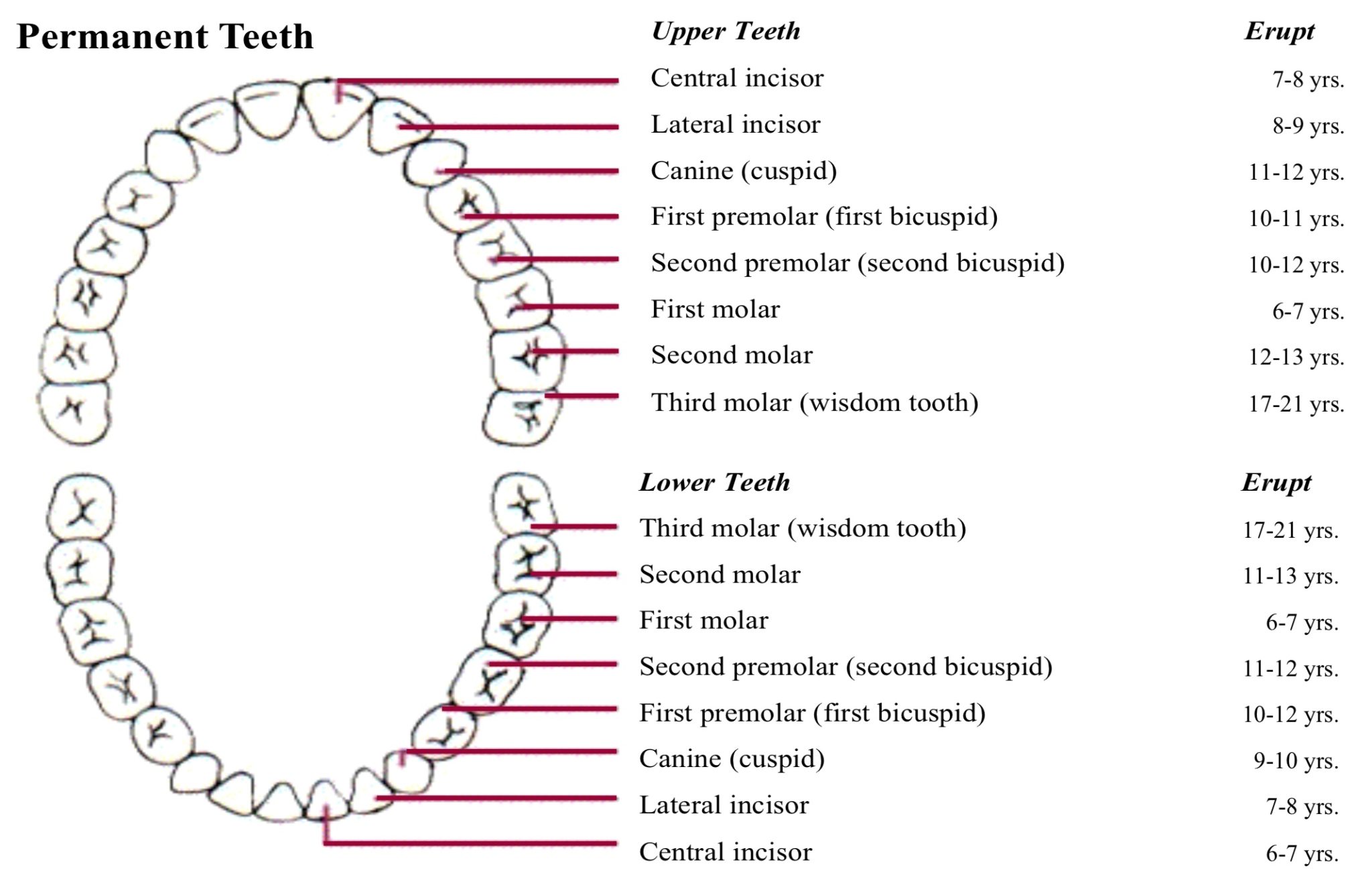 схема роста зубов у детей фото