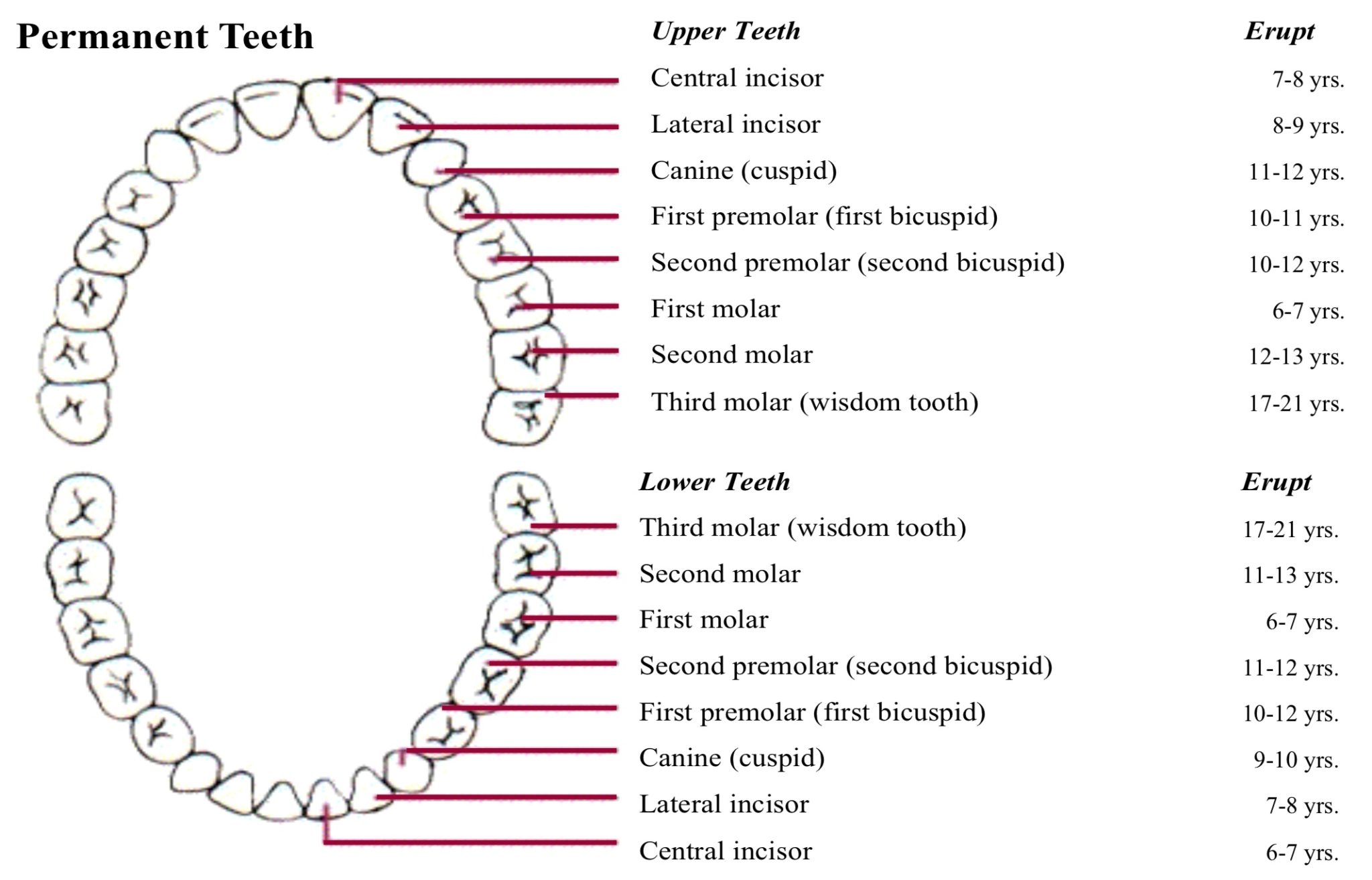 Order Of Teeth Eruption Chart